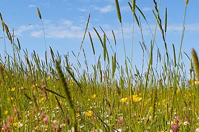 Kruidenrijk grasland