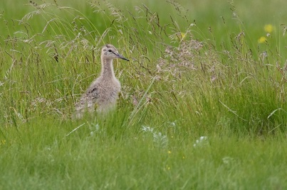 Een weidevogel in het veld